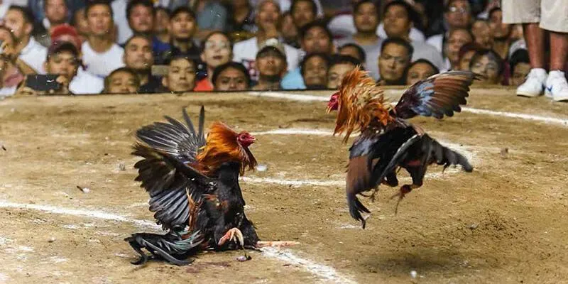 Người hâm mộ tập trung theo dõi trận đấu đầy gay cấn